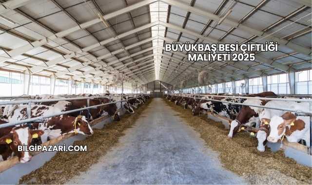 Büyükbaş Besi Çiftliği Maliyeti 2025