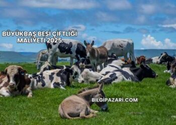 Büyükbaş Besi Çiftliği Maliyeti 2025