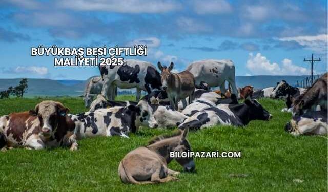 Büyükbaş Besi Çiftliği Maliyeti 2025