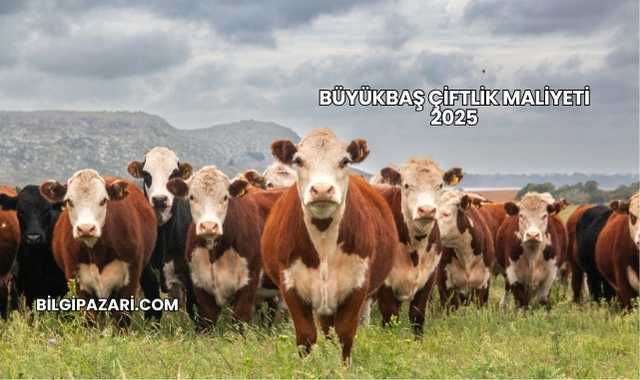 Büyükbaş Çiftlik Maliyeti 2025