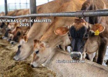Büyükbaş Çiftlik Maliyeti 2025