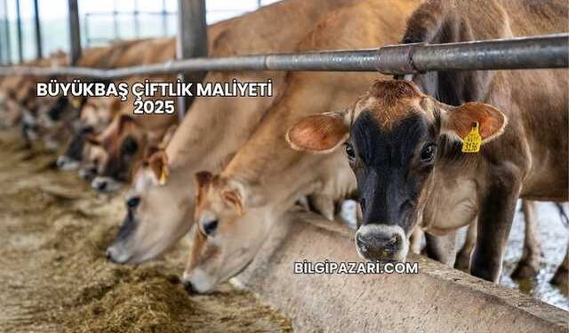 Büyükbaş Çiftlik Maliyeti 2025