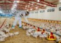 Çelik Konstrüksiyon Tavuk Çiftliği Maliyeti 2025