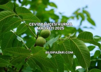 Ceviz Bahçesi Kurma Maliyeti 2025