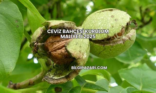 Ceviz Bahçesi Kurulum Maliyeti 2025