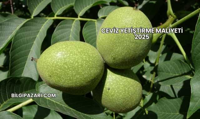 Ceviz Yetiştirme Maliyeti 2025