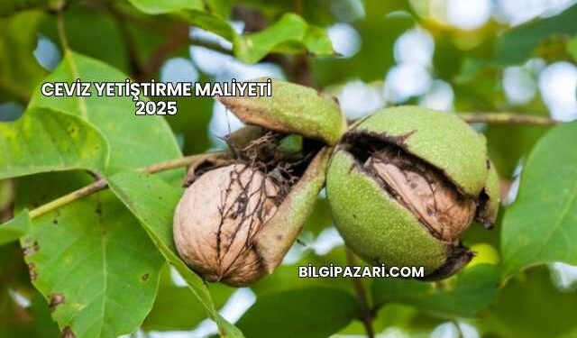 Ceviz Yetiştirme Maliyeti 2025