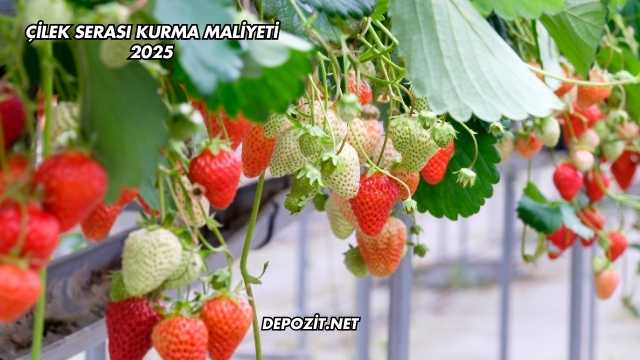 Çilek Serası Kurma Maliyeti 2025