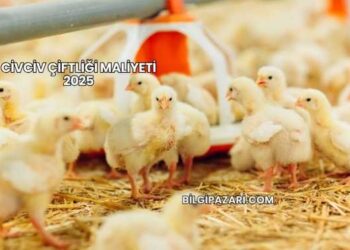 Civciv Çiftliği Maliyeti 2025