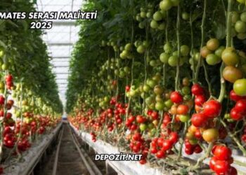 Domates Serası Maliyeti 2025