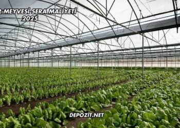 Ejder Meyvesi Sera Maliyeti 2025