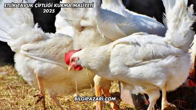 Etlik Tavuk Çiftliği Kurma Maliyeti 2025