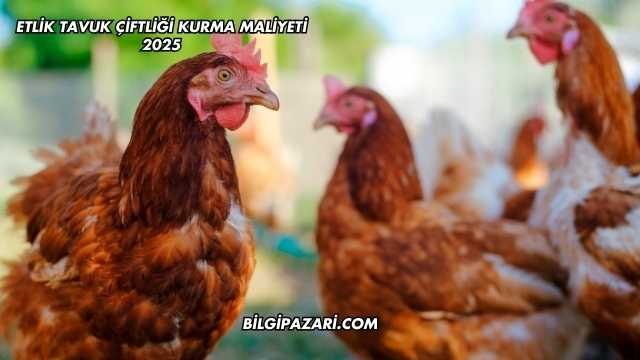 Etlik Tavuk Çiftliği Kurma Maliyeti 2025
