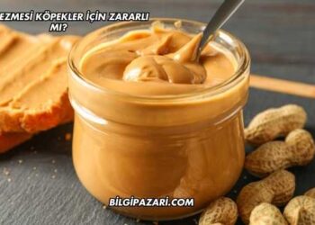 Fıstık Ezmesi Köpekler İçin Zararlı mı?