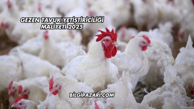 Gezen Tavuk Yetiştiriciliği Maliyeti 2025