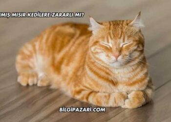 Haşlanmış Mısır Kedilere Zararlı mı?