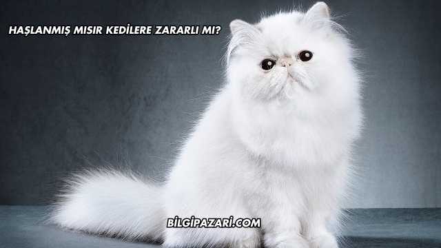Haşlanmış Mısır Kedilere Zararlı mı?