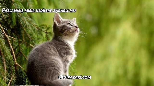 Haşlanmış Mısır Kedilere Zararlı mı?