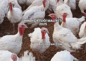 Hindi Çiftliği Maliyeti 2025