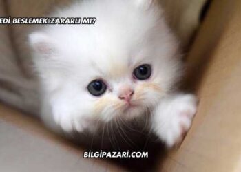 Kedi Beslemek Zararlı mı?