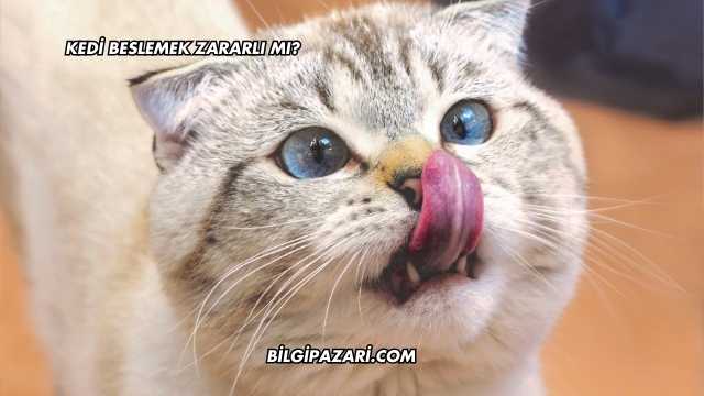 Kedi Beslemek Zararlı mı?