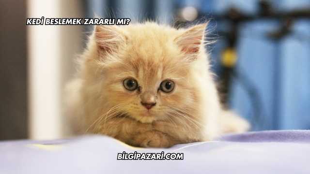 Kedi Beslemek Zararlı mı?