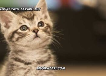 Kediye Tatlı Zararlı mı?
