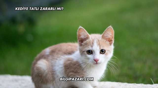 Kediye Tatlı Zararlı mı?