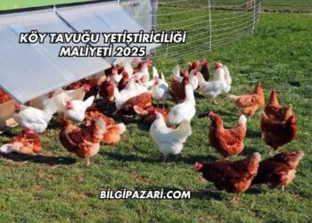 Köy Tavuğu Yetiştiriciliği Maliyeti 2025