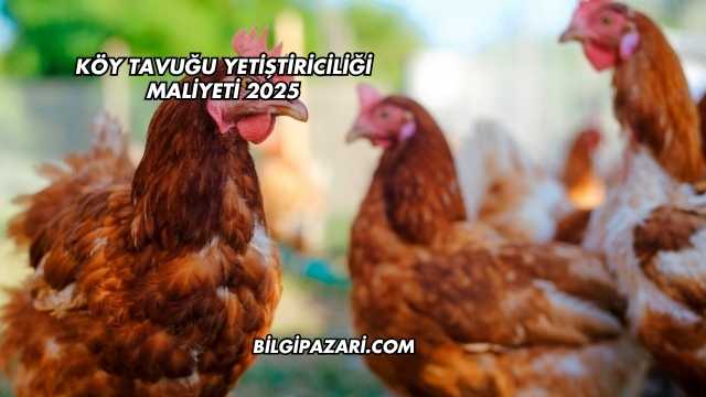 Köy Tavuğu Yetiştiriciliği Maliyeti 2025