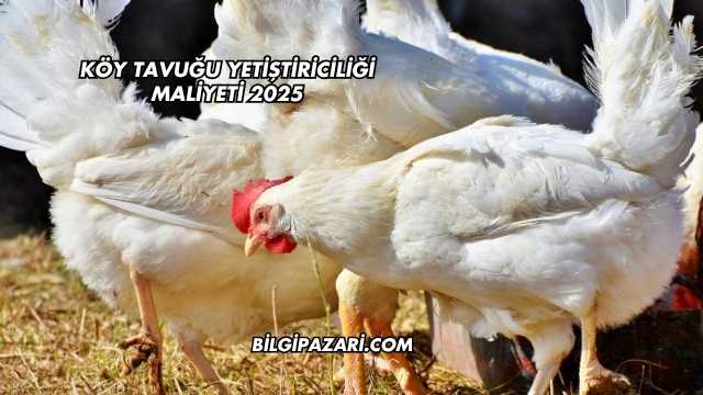 Köy Tavuğu Yetiştiriciliği Maliyeti 2025