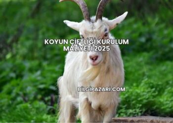 Koyun Çiftliği Kurulum Maliyeti 2025