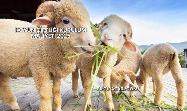 Koyun Çiftliği Kurulum Maliyeti 2025