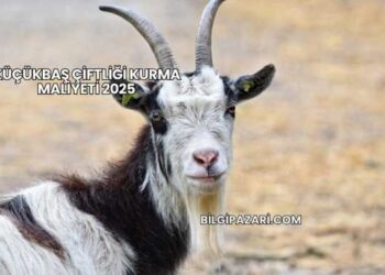 Küçükbaş Çiftliği Kurma Maliyeti 2025