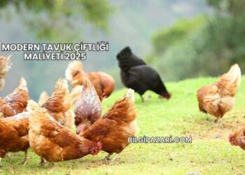 Modern Tavuk Çiftliği Maliyeti 2025