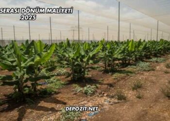 Muz Serası Dönüm Maliyeti 2025