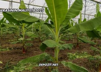 Muz Serasının Maliyeti 2025