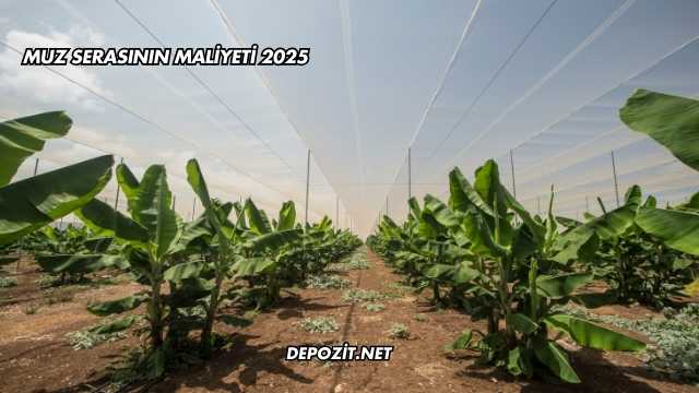 Muz Serasının Maliyeti 2025