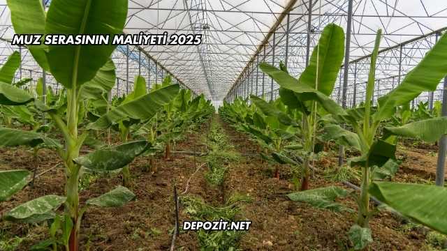 Muz Serasının Maliyeti 2025