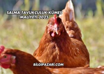Salma Tavukçuluk Kümes Maliyeti 2025