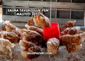 Salma Tavukçuluk Yem Maliyeti 2025