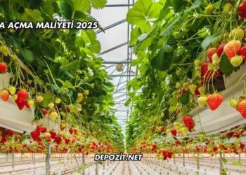 Sera Açma Maliyeti 2025