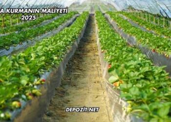 Sera Kurmanın Maliyeti 2025