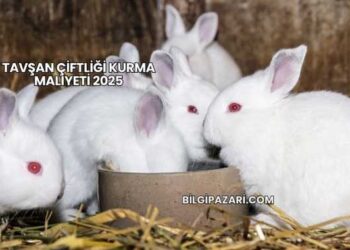Tavşan Çiftliği Kurma Maliyeti 2025