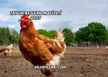 Tavuk Besleme Maliyeti 2025
