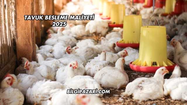 Tavuk Besleme Maliyeti 2025