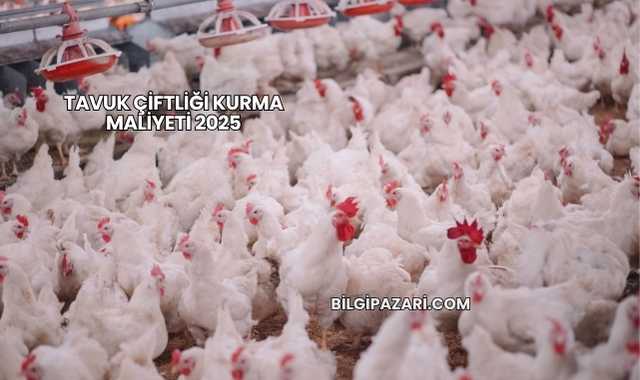 Tavuk Çiftliği Kurma Maliyeti 2025