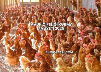 Tavuk Çiftliği Kurma Maliyeti 2025