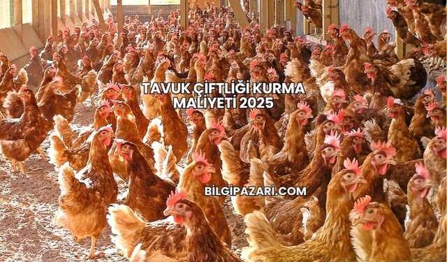 Tavuk Çiftliği Kurma Maliyeti 2025