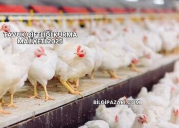 Tavuk Çiftliği Kurma Maliyeti 2025